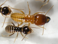 Hodotermes mossambicus (Hodotermitidae), lab colony